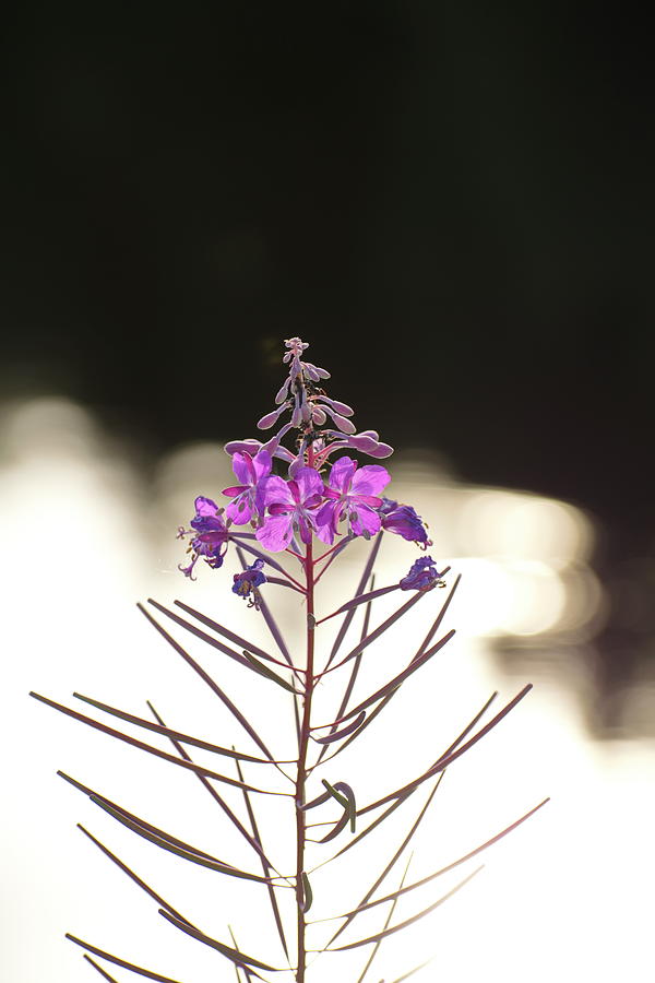 Fireweed is blooming at the shore of a lake Photograph by Ulrich Kunst And Bettina Scheidulin