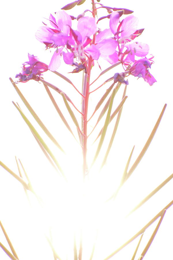 Fireweed is blossoming in front of a lake where the bright sun i Photograph by Ulrich Kunst And Bettina Scheidulin