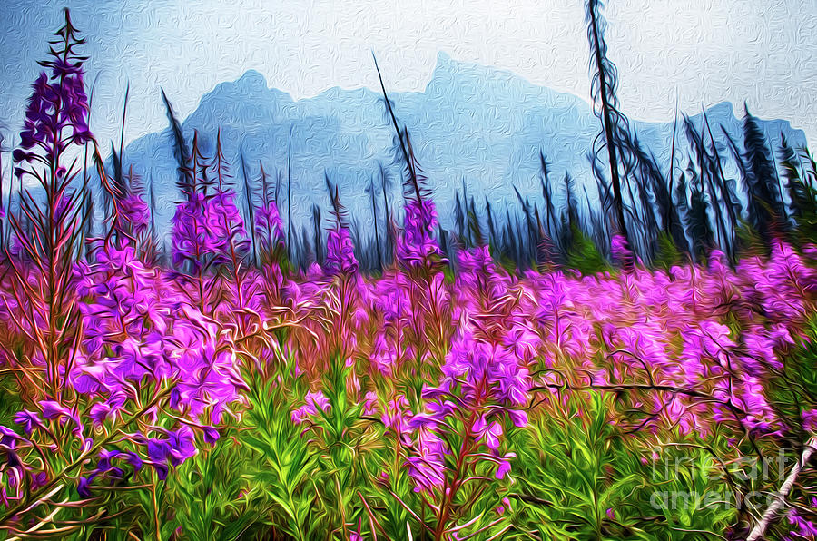 Fireweed Jasper National Park Photograph by Bob Christopher