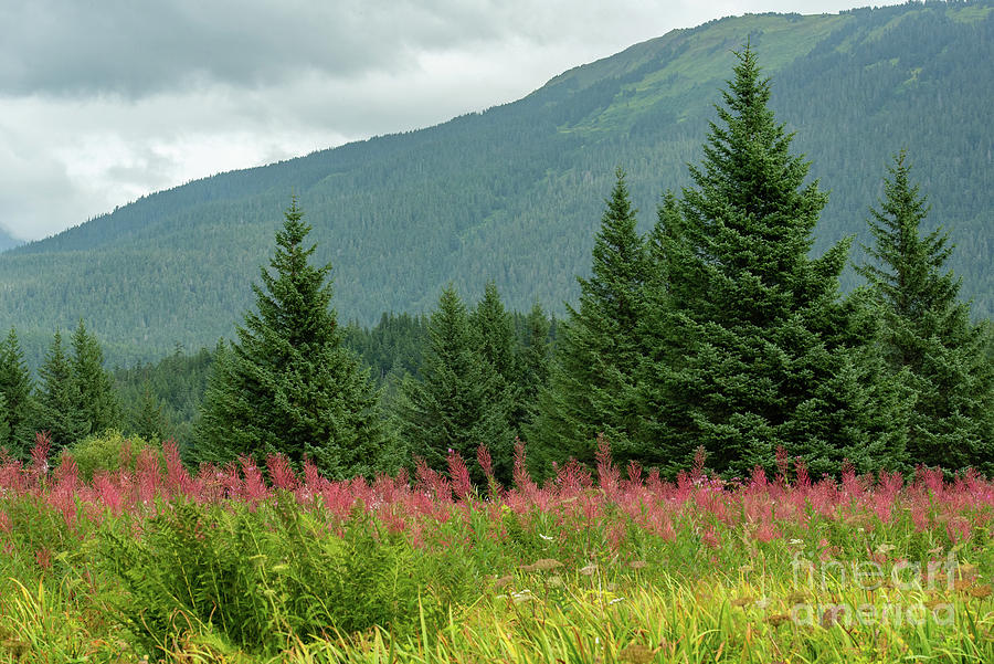Summer Photograph - Fireweed Meadow near Juneau, Alaska by Nancy Gleason