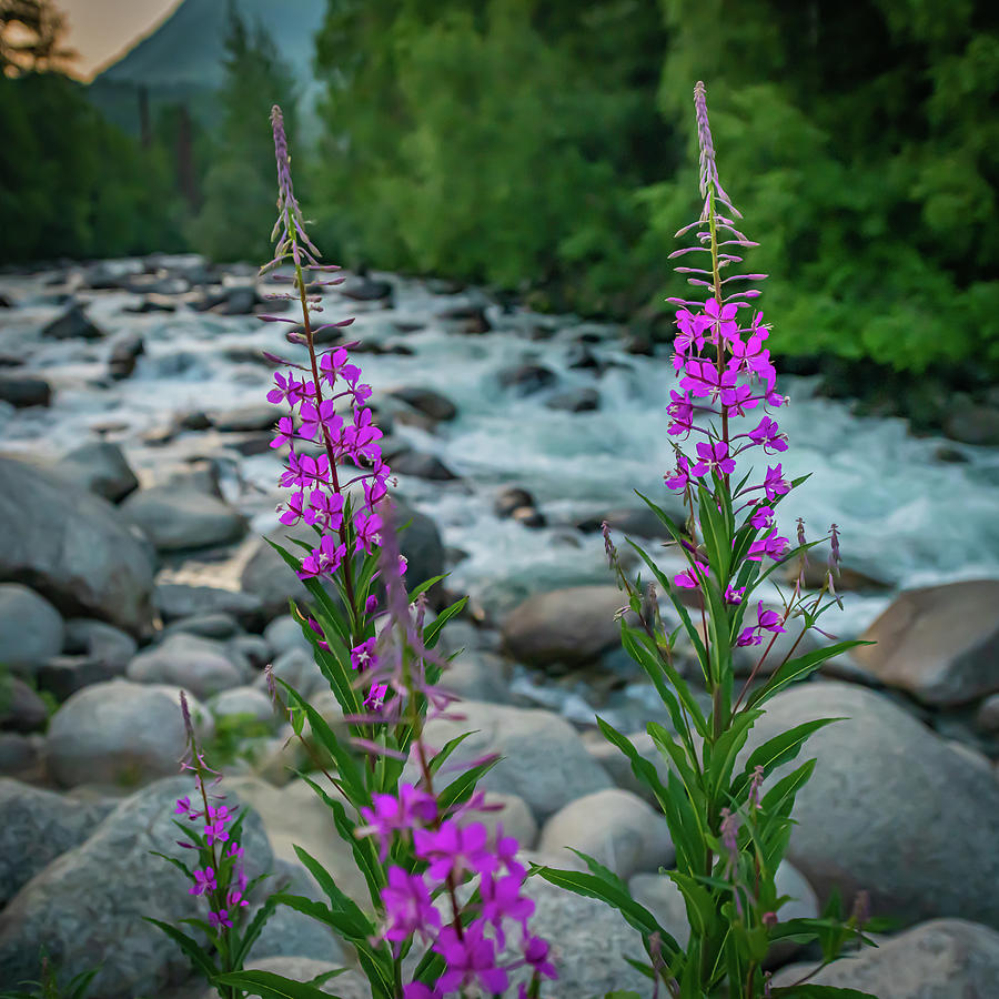 Fireweed On The Litte Su Photograph by David Downs