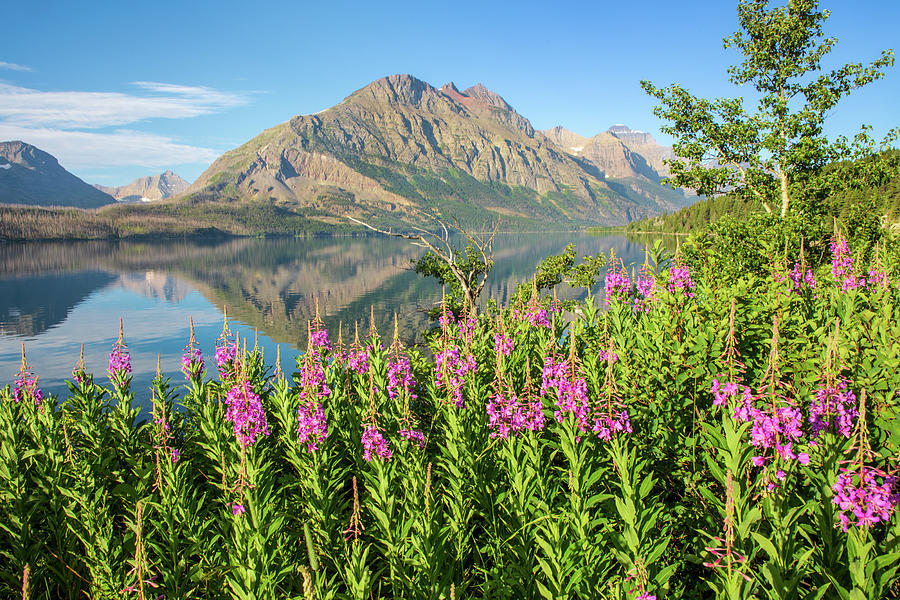 Fireweed On The Shore Of St. Mary Lake Photograph