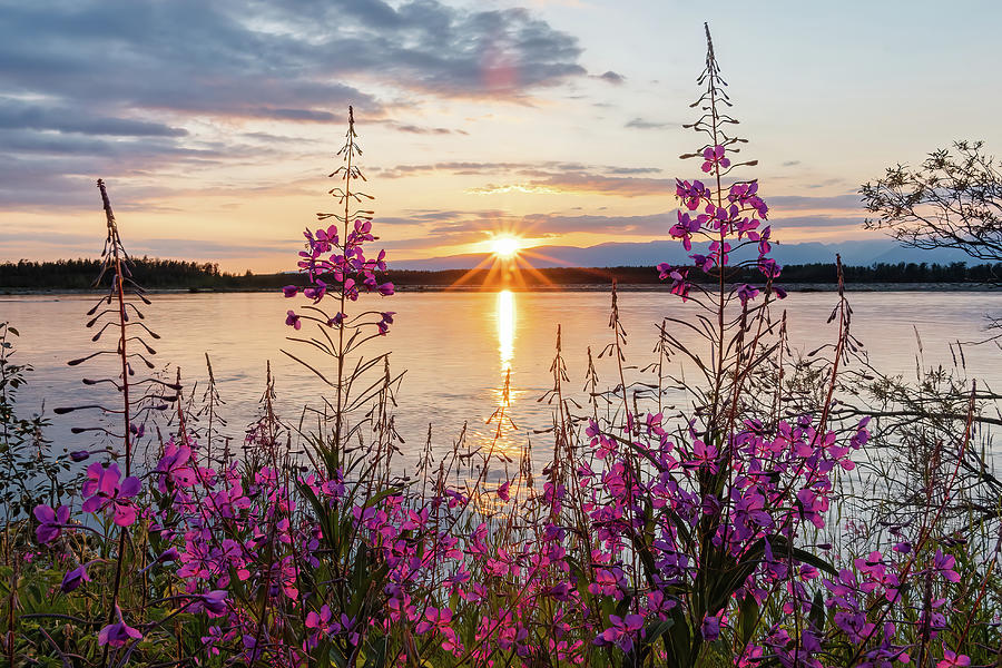 Fireweed Sunset 1 Photograph by Frosted Birch Photography