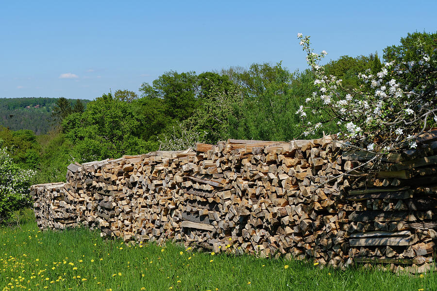 Firewood Stack and Blossoms - Nature Park Schoenbuch Germany Photograph by Matthias Hauser Firewood Stack and Blossoms - Nature Park Schoenbuch Germany Photograph by Matthias Hauser