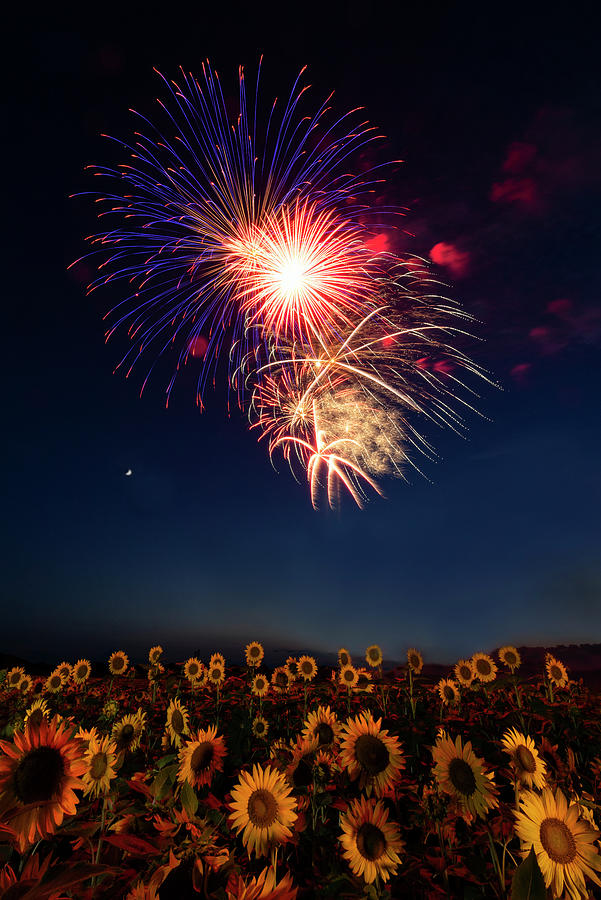 Fireworks and Sunflowers Photograph by Art Cole