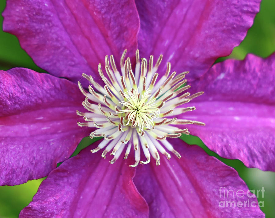 Fireworks or Clematis Bloom 1582 Photograph by Jack Schultz