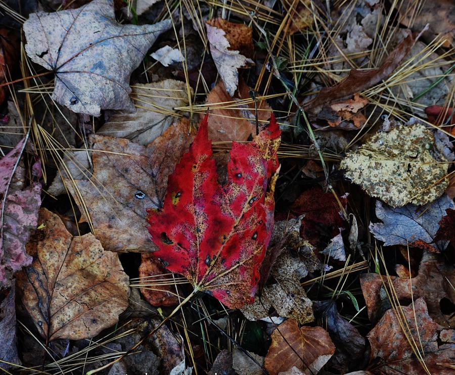 Firey Red Maple leaf surrounded by shades of brown Photograph by ...