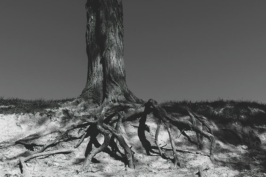 Firmly Rooted Bw Photograph