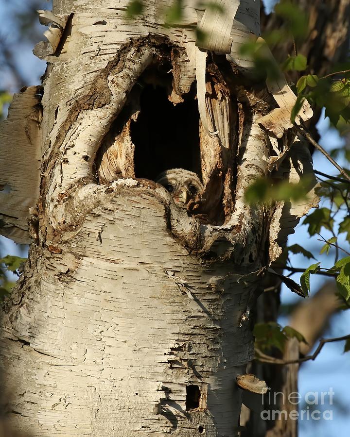 First baby barred owl to appear inside nest Photograph by Heather King