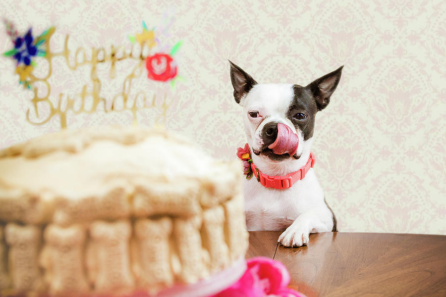 Snows Birthday, Boston Terrier Dog Photograph by Jeanette Fellows