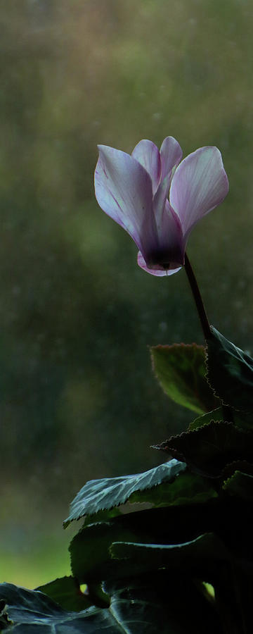 First Bloom 3.1.21 Photograph by Iina Van Lawick