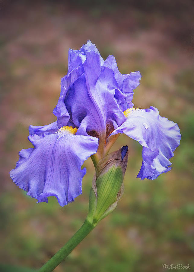 Iris Photograph - First Bloom by Marilyn DeBlock