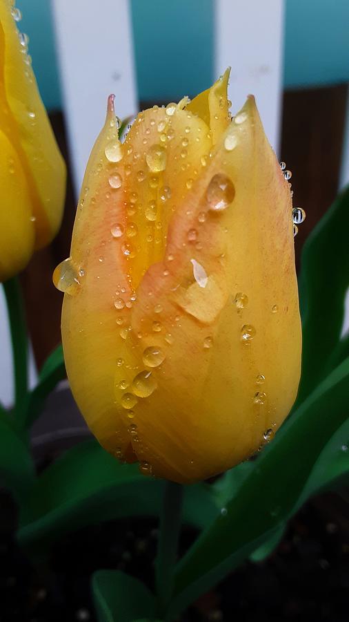 First Blooms of Spring Photograph by CG Abrams