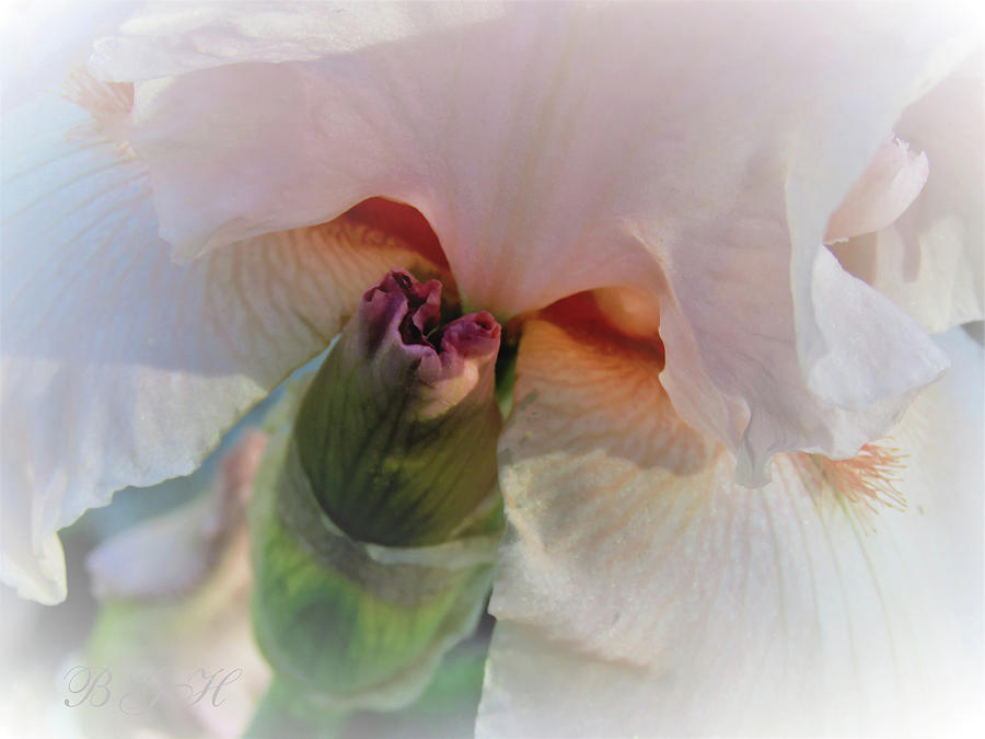 First Blush Iris - Floral Photography - Spring Flowers Photograph by Brooks Garten Hauschild