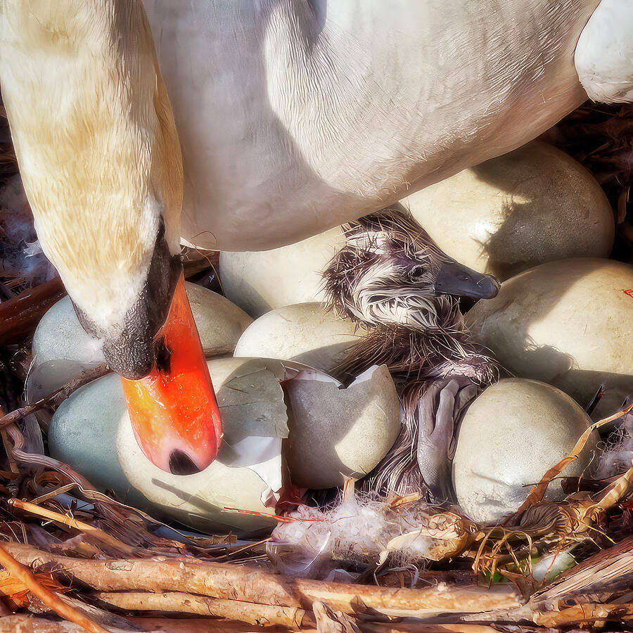 First born baby swan Photograph by Tatiana Travelways First born baby swan Photograph by Tatiana Travelways