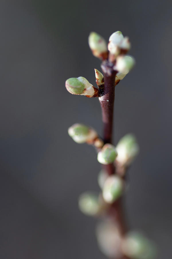 First bud of Spring Photograph by Avenue Des Images First bud of Spring Photograph by Avenue Des Images