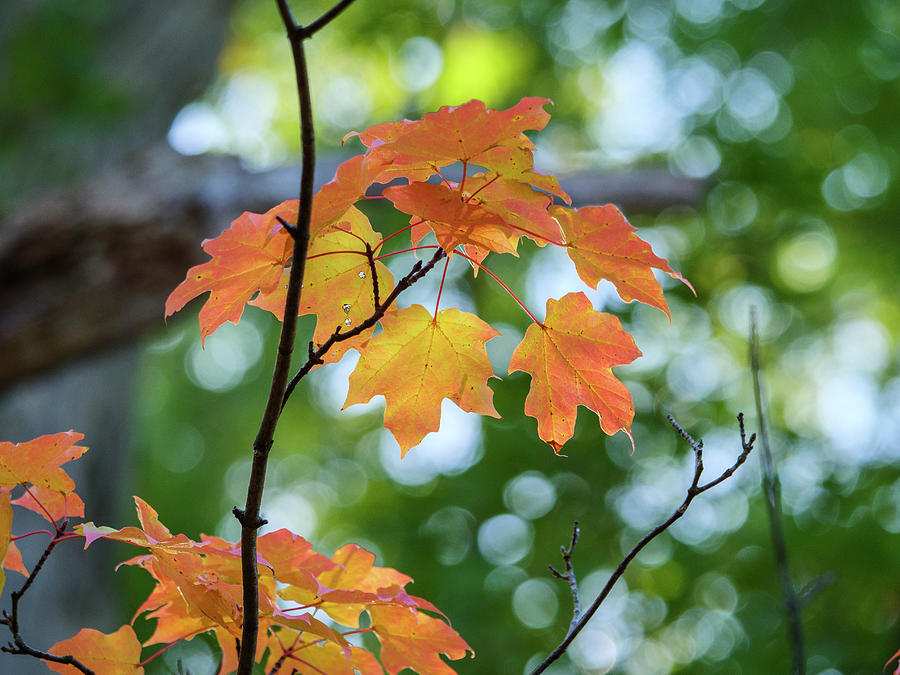 First Color of Autumn Photograph by Todd Bannor