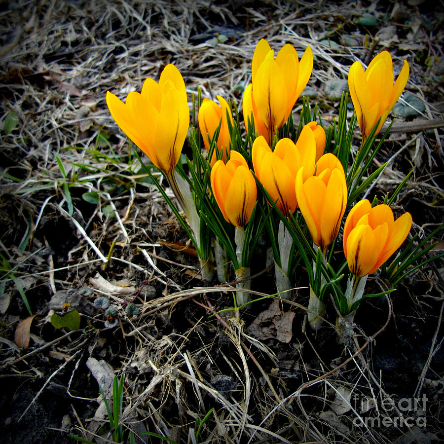 First Colors of Spring Photograph by Frank J Casella