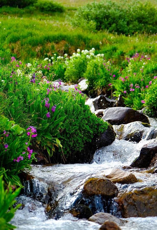 First Creek Flowers Photograph by Emily Caldwell First Creek Flowers Photograph by Emily Caldwell