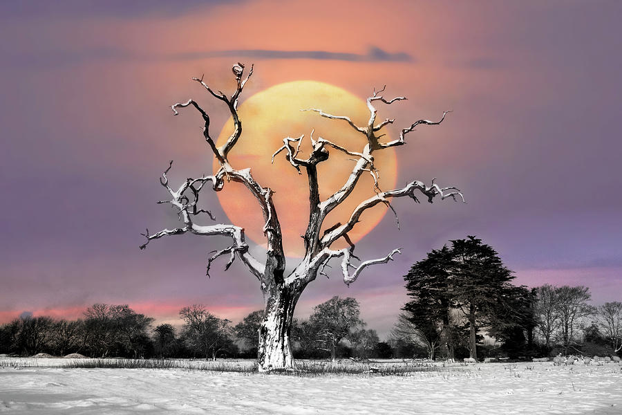 First Day of Winter Full Moon Digital Art by Debra and Dave Vanderlaan