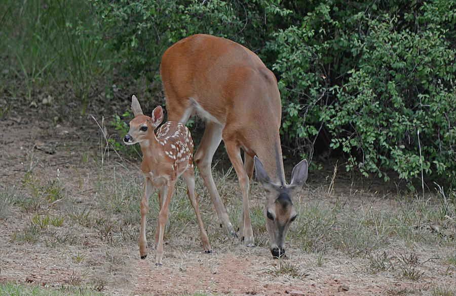 First Fawn Of The Season Photograph
