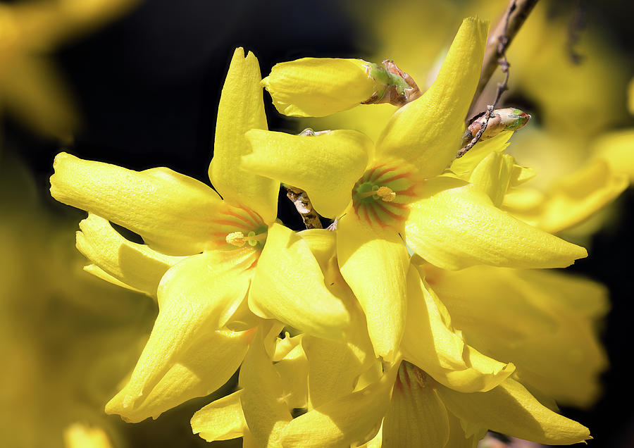 First Forsythia Photograph by Steven Nelson