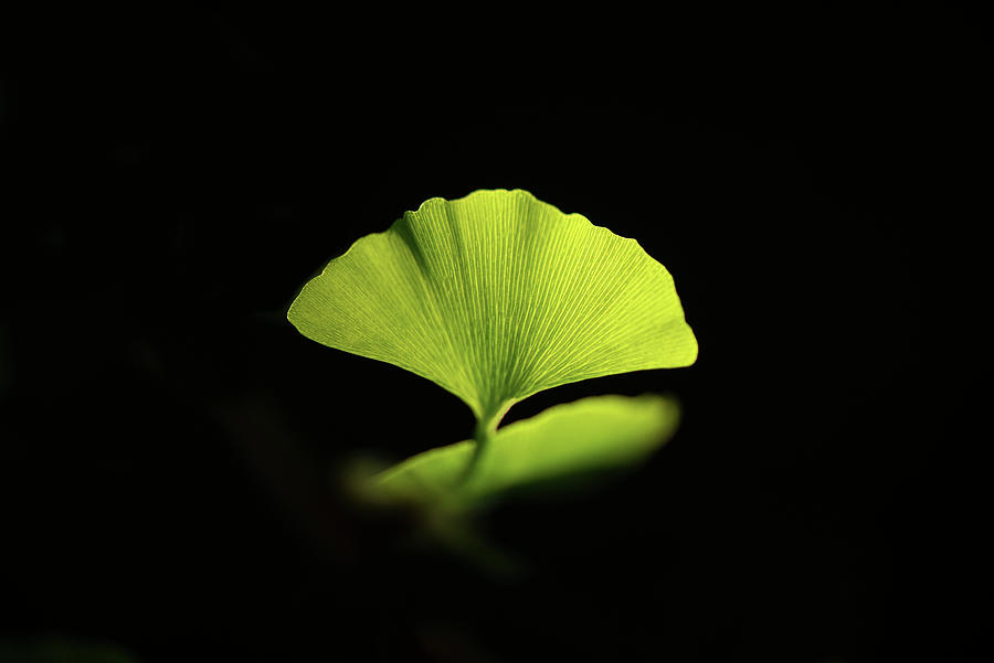 First Ginkgo Leaf Photograph by Philippe Sainte-Laudy