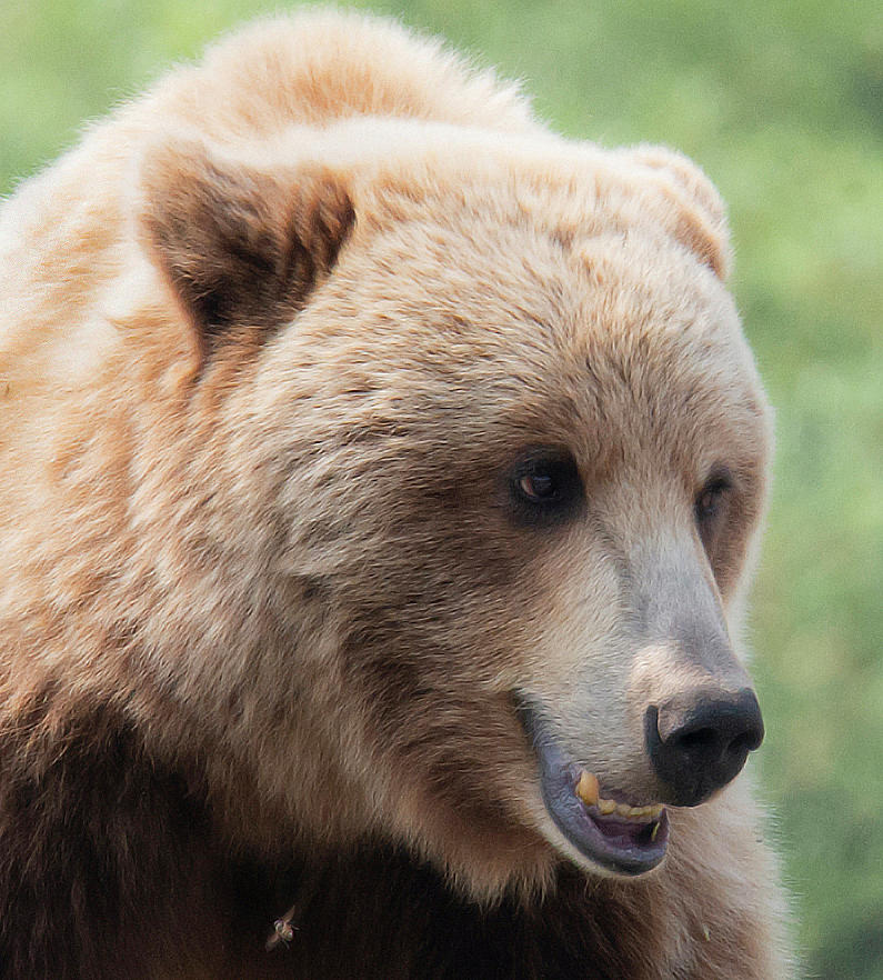 First Grizzly Photograph by Robert Libby