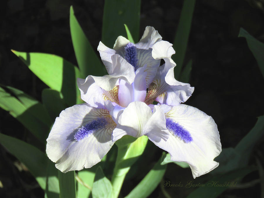 First Iris of Spring - Floral Macro - Purple Flowers - Irises Photograph by Brooks Garten Hauschild