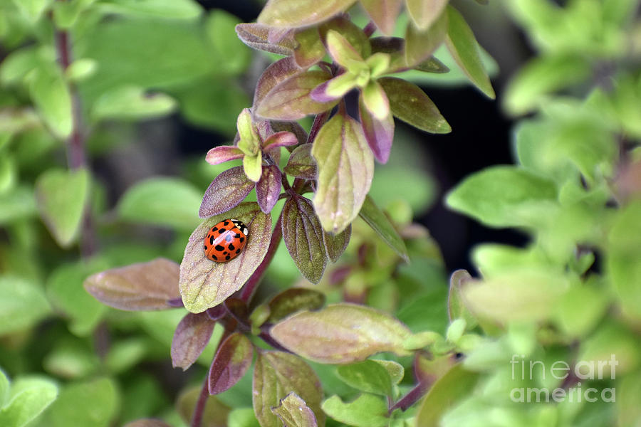 Ladybug Photograph - First Ladybug of the Spring on Italian Oregano Plant by Rose De Dan Ladybug Photograph - First Ladybug of the Spring on Italian Oregano Plant by Rose De Dan