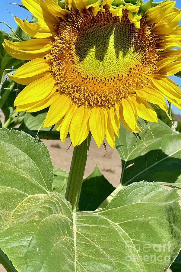 First Large Sunflower Photograph by Carol Groenen