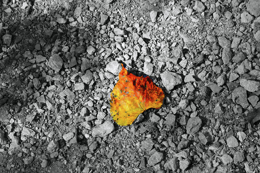 First Leaf of Autumn Photograph by Christopher Reed