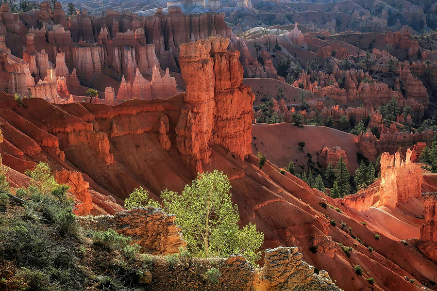 First Light at Bryce Photograph by Donna Kennedy
