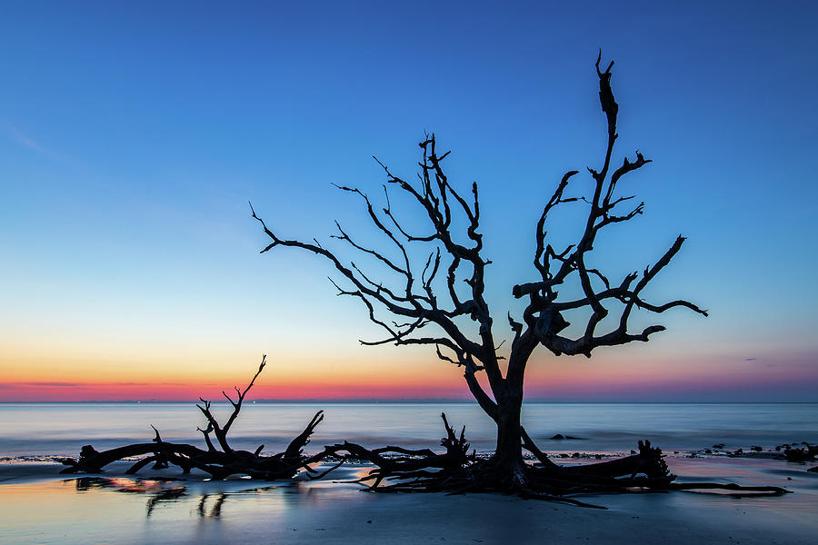 First light at Driftwood Beach Photograph by Stefan Mazzola