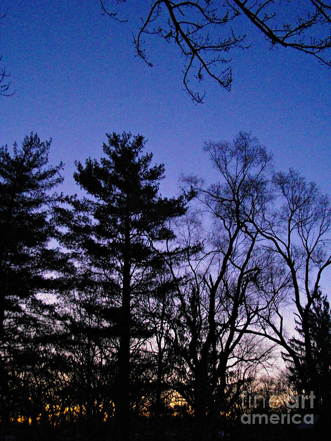 First Light Behind the Pine Photograph by Frank J Casella