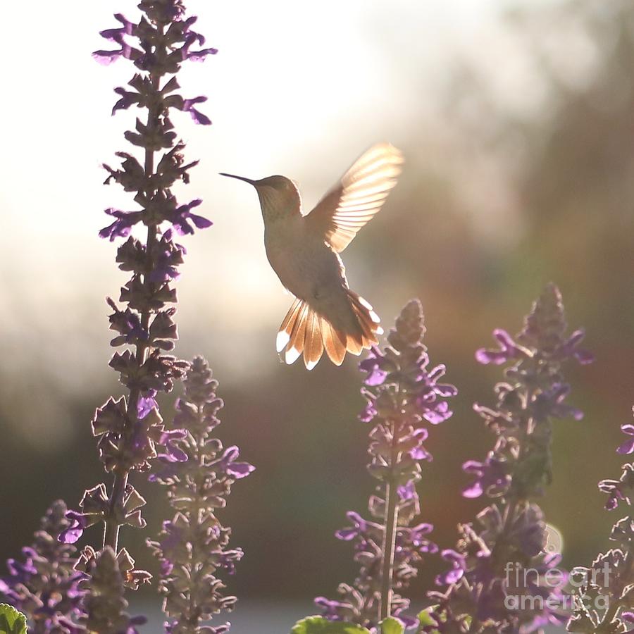 First Light Hummingbird Photograph by Carol Groenen