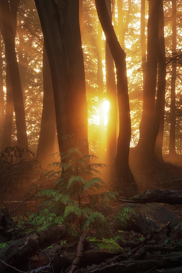 First light in the forest Photograph by Martin Podt - Pixels