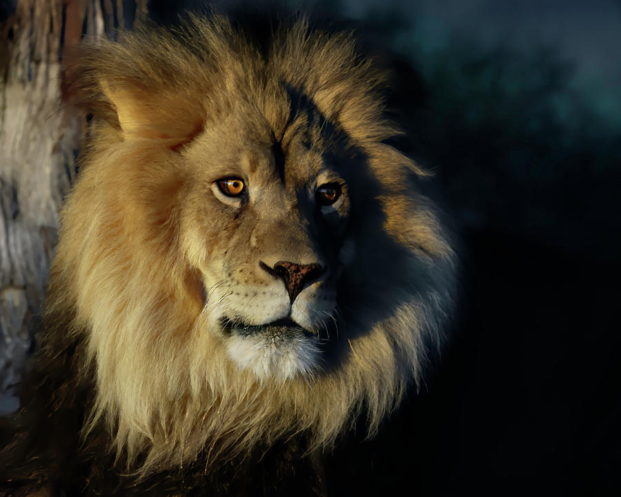 First Light Lion Photograph by Wes and Dotty Weber