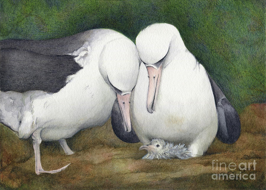 Albatross Painting - First Look by Elizabeth Smith