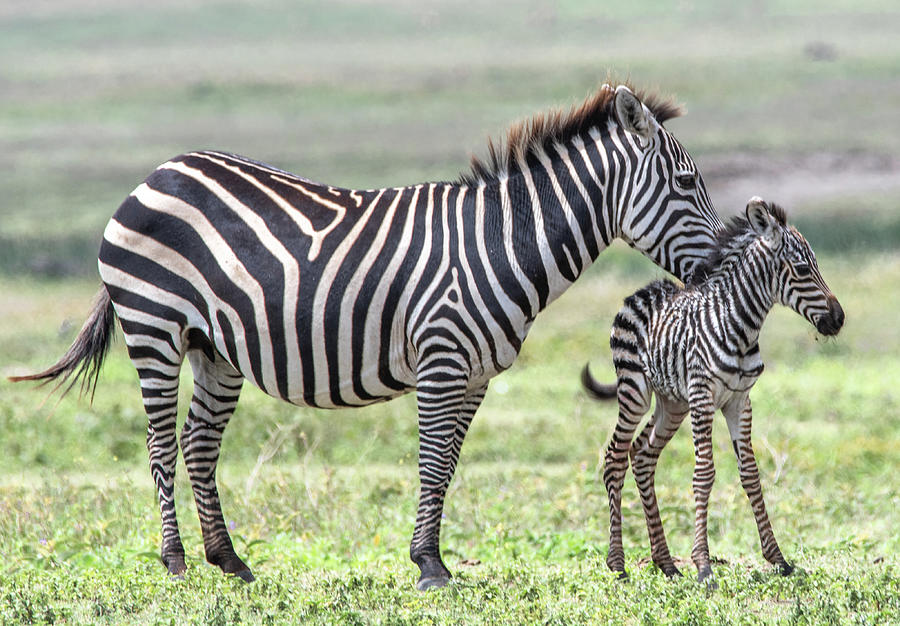 First Moments With Newborn Zebra Photograph by Marcy Wielfaert Pixels