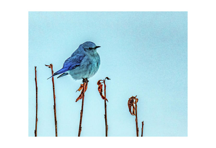 First Mountain Blue Bird of the Season Photograph by Stephen Johnson