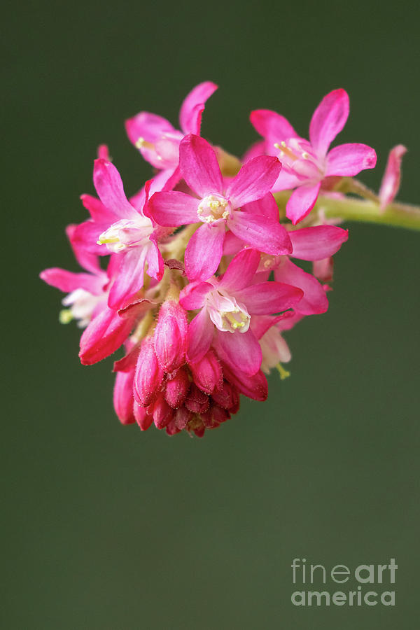 Seattle Photograph - First of the Year Red-flowering Currant by Nancy Gleason