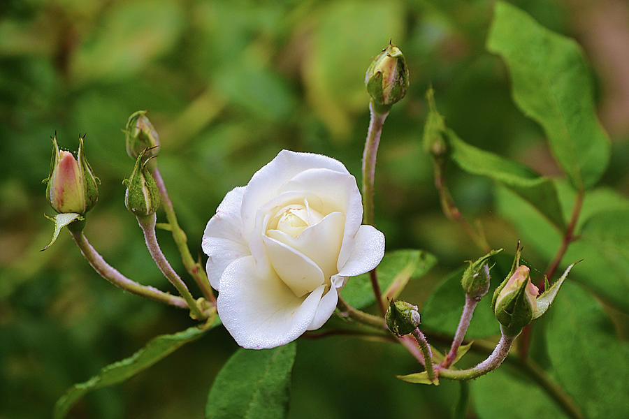 First One Out White Rose Bloom Photograph