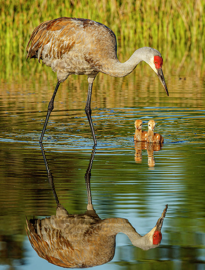 First Outing Photograph by William Steele - Fine Art America