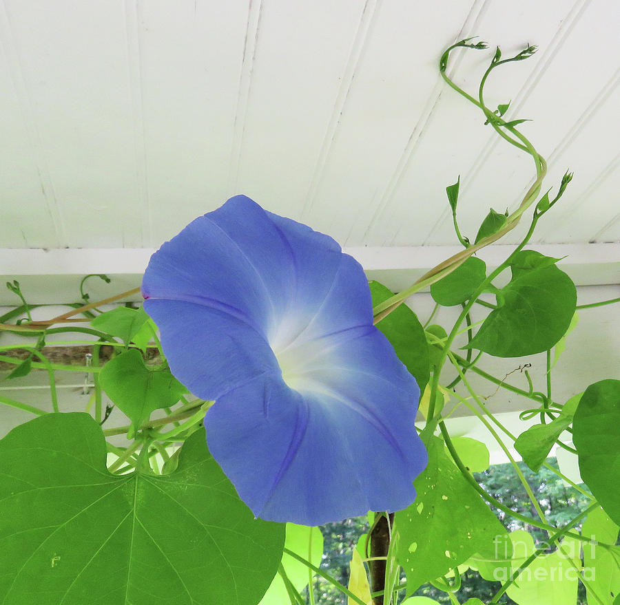 First Pea Porch Blue Morning Glory. Mid September. The Victory Garden Collection. Photograph by Amy E Fraser