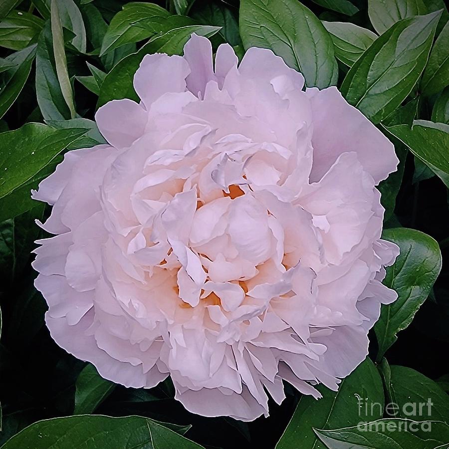 First Peony Bloom 2022 Photograph by Jeannie Rhode