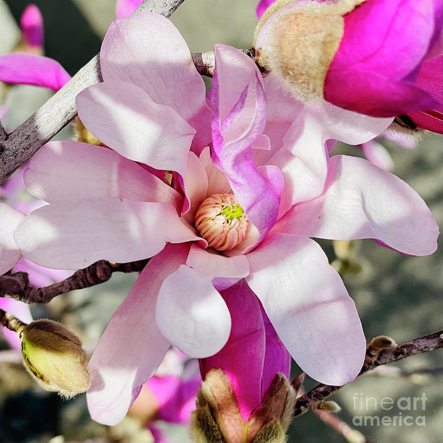 First Pink Magnolias Square Photograph by Carol Groenen