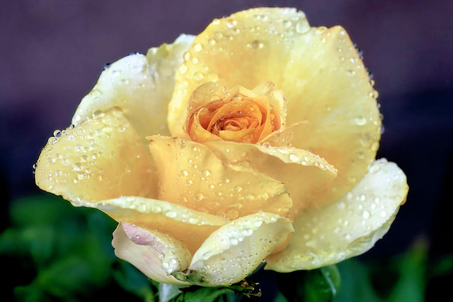 Rose Photograph - First Rose by Donna Kennedy