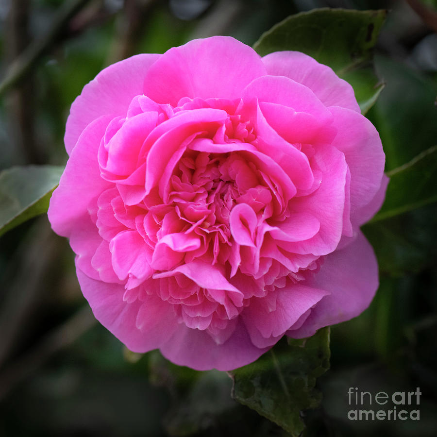 First Camelia Of Spring Photograph by Catherine Sullivan