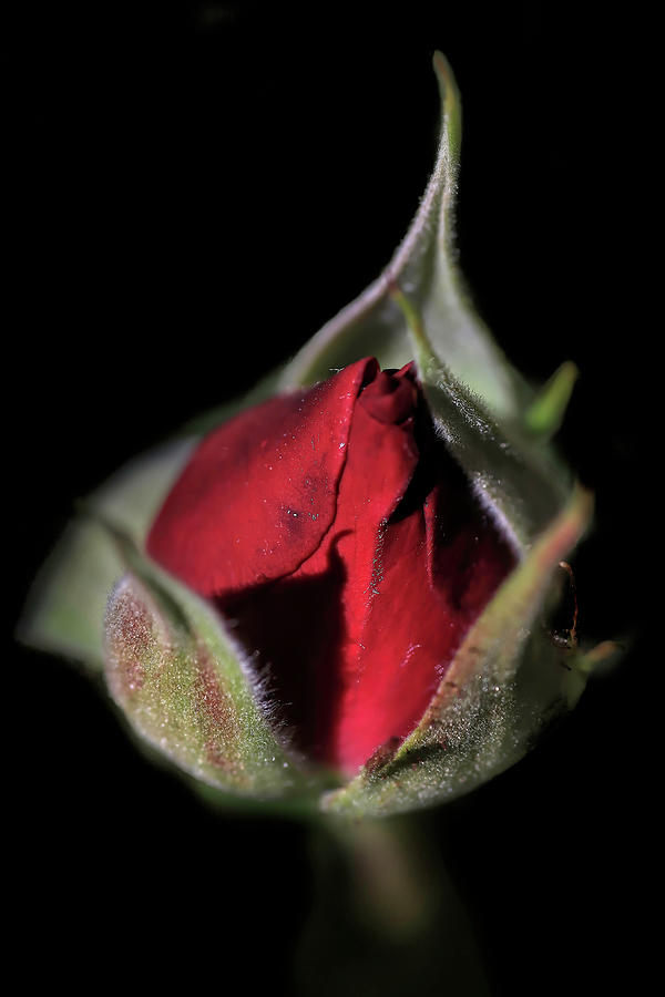 First Rosebud Photograph by Donna Kennedy